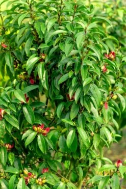 Stellar Ruby Magnolia X Figo - Banana Shrub Hybrid - 3 Gallon Pot 9 Stellar Ruby Magnolia X Figo - Banana Shrub Hybrid - 3 Gallon Pot -Wilson Bros Gardens Shop Magnolia Stellar Ruby 4 1