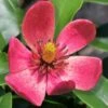 Stellar Ruby Magnolia X Figo (Banana Shrub Hybrid) - 7 Gallon Pot (4-5')