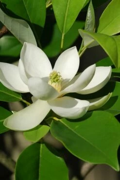 Sweetbay Magnolia - 3 Gallon Pot - ON SALE -Wilson Bros Gardens Shop Magnolia Sweet Bay 10 5
