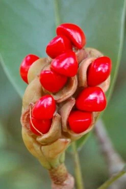 Sweetbay Magnolia - 3 Gallon Pot - ON SALE -Wilson Bros Gardens Shop Magnolia Sweet Bay 14 5