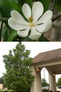 Sweetbay Magnolia - 1 Gallon Pot 11 Sweetbay Magnolia - 1 Gallon Pot -Wilson Bros Gardens Shop Magnolia Sweetbay 2 500x750 8