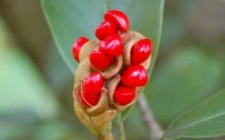 Green Shadow Sweetbay Magnolia Tree (Magnolia Virginiana) - 3 Gallon Pot (3-4') 11 Green Shadow Sweetbay Magnolia Tree (Magnolia Virginiana) - 3 Gallon Pot (3-4') -Wilson Bros Gardens Shop Magnolia Sweetbay Berries 9