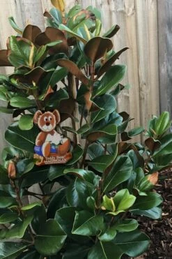 Teddy Bear Dwarf Southern Magnolia - 3 Gallon Pot 11 Teddy Bear Dwarf Southern Magnolia - 3 Gallon Pot -Wilson Bros Gardens Shop Magnolia Teddy Bear 4