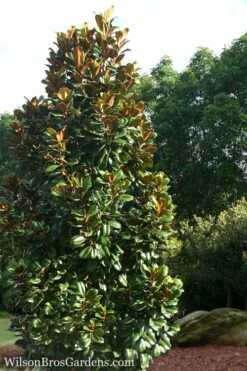 Teddy Bear Dwarf Southern Magnolia - 3 Gallon Pot 10 Teddy Bear Dwarf Southern Magnolia - 3 Gallon Pot -Wilson Bros Gardens Shop Magnolia Teddy Bear 5