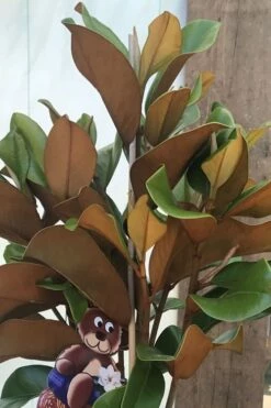 Teddy Bear Dwarf Southern Magnolia - 3 Gallon Pot 12 Teddy Bear Dwarf Southern Magnolia - 3 Gallon Pot -Wilson Bros Gardens Shop Magnolia Teddy Bear 6