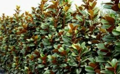 Teddy Bear Dwarf Southern Magnolia - 7 Gallon Pot (2-3') 15 Teddy Bear Dwarf Southern Magnolia - 7 Gallon Pot (2-3') -Wilson Bros Gardens Shop Magnolia Teddy Bear 8 2