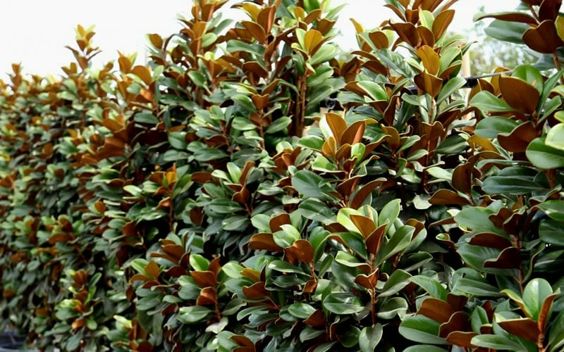 Teddy Bear Dwarf Southern Magnolia - 3 Gallon Pot 8 Teddy Bear Dwarf Southern Magnolia - 3 Gallon Pot - Image 8