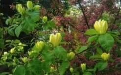Yellow Bird Magnolia Tulip Tree - 3 Gallon Pot -Wilson Bros Gardens Shop Magnolia Yellow Bird 18