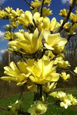 Yellow Bird Magnolia Tulip Tree - 3 Gallon Pot -Wilson Bros Gardens Shop Magnolia Yellow Bird 32