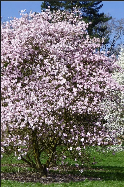 Centennial Blush Star Magnolia - 3 Gallon Pot 4 Centennial Blush Star Magnolia - 3 Gallon Pot - Image 4