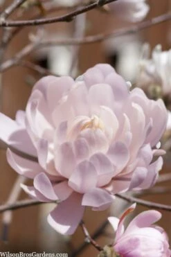Centennial Blush Star Magnolia - 3 Gallon Pot 11 Centennial Blush Star Magnolia - 3 Gallon Pot -Wilson Bros Gardens Shop Magnolia stellata centennial blush 3