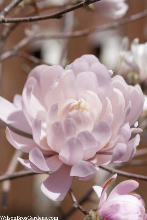 Centennial Blush Star Magnolia - 3 Gallon Pot 6 Centennial Blush Star Magnolia - 3 Gallon Pot - Image 6