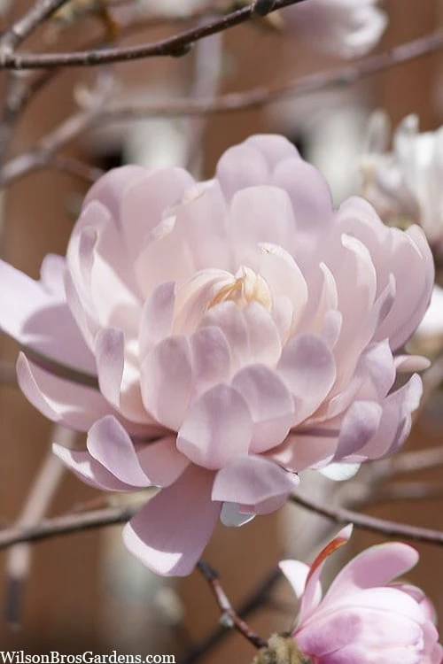 Centennial Blush Star Magnolia - 3 Gallon Pot 1 Centennial Blush Star Magnolia - 3 Gallon Pot