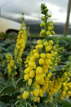Marvel Mahonia - 2 Gallon Pot -Wilson Bros Gardens Shop Mahonia Marvel 11 1