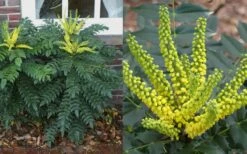 Marvel Mahonia - 3 Gallon Pot -Wilson Bros Gardens Shop Mahonia Marvel Flowers