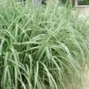 Variegated Maiden Grass - Miscanthus Sinensis 'Variegatus' - 1 Gallon Pot