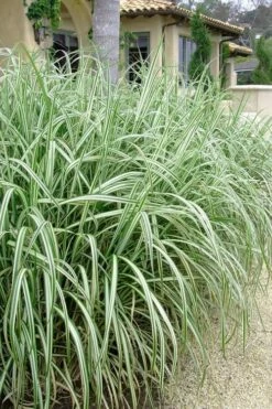 Variegated Maiden Grass - Miscanthus Sinensis 'Variegatus' - 1 Gallon Pot