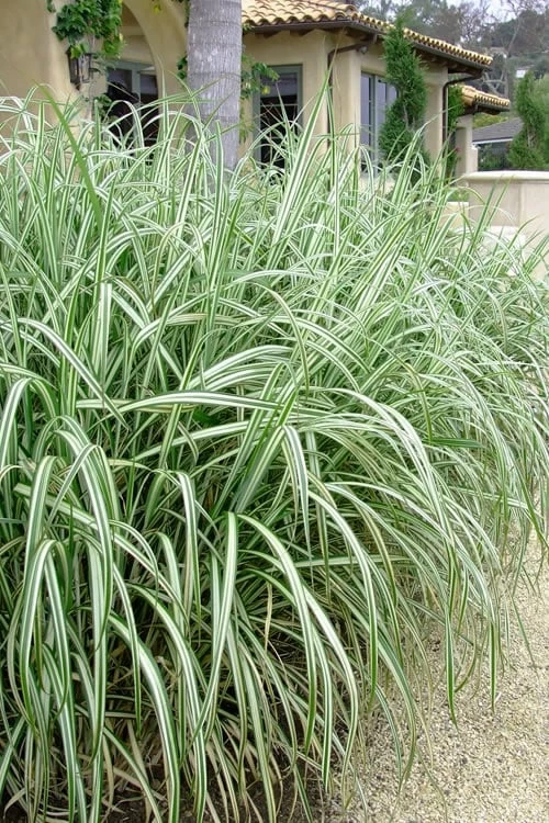 Variegated Maiden Grass - Miscanthus Sinensis 'Variegatus' - 1 Gallon Pot 1 Variegated Maiden Grass - Miscanthus Sinensis 'Variegatus' - 1 Gallon Pot