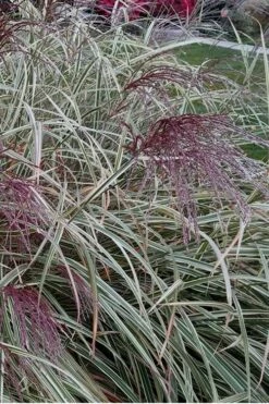 Variegated Maiden Grass - Miscanthus Sinensis 'Variegatus' - 3 Gallon Pot -Wilson Bros Gardens Shop Maiden Grass Variegated 12 1