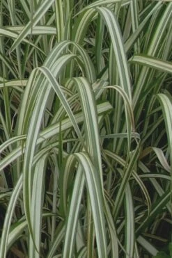 Variegated Maiden Grass - Miscanthus Sinensis 'Variegatus' - 3 Gallon Pot -Wilson Bros Gardens Shop Maiden Grass Variegated 13 1