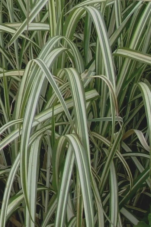Variegated Maiden Grass - Miscanthus Sinensis 'Variegatus' - 1 Gallon Pot 6 Variegated Maiden Grass - Miscanthus Sinensis 'Variegatus' - 1 Gallon Pot - Image 6