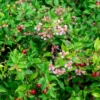 Dwarf Barbados Cherry (Malpighia Glabra ‘Nana’)