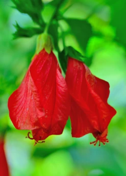 Turk's Cap (Malvaviscus Arboreus) -Wilson Bros Gardens Shop Malvaviscusarboreus turkscapedibleflowersowexotic