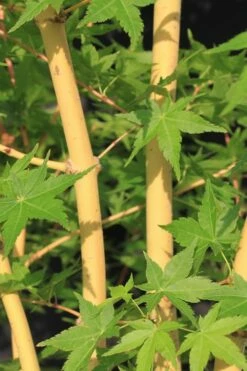 Bihou Yellow Bark Japanese Maple - 3 Gallon Pot