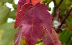 Summer Red Maple Tree - 2 Gallon Pot -Wilson Bros Gardens Shop Maple Summer Red Leaf
