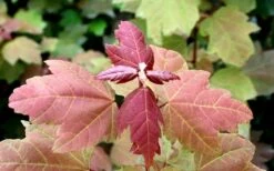 Summer Red Maple Tree - 2 Gallon Pot -Wilson Bros Gardens Shop Maple Summer Red Leaf Summer