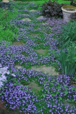 Blue Flowering Mazus - 36 Pack Of 3.5" Pint Pots -Wilson Bros Gardens Shop Masuz Blue 10 1