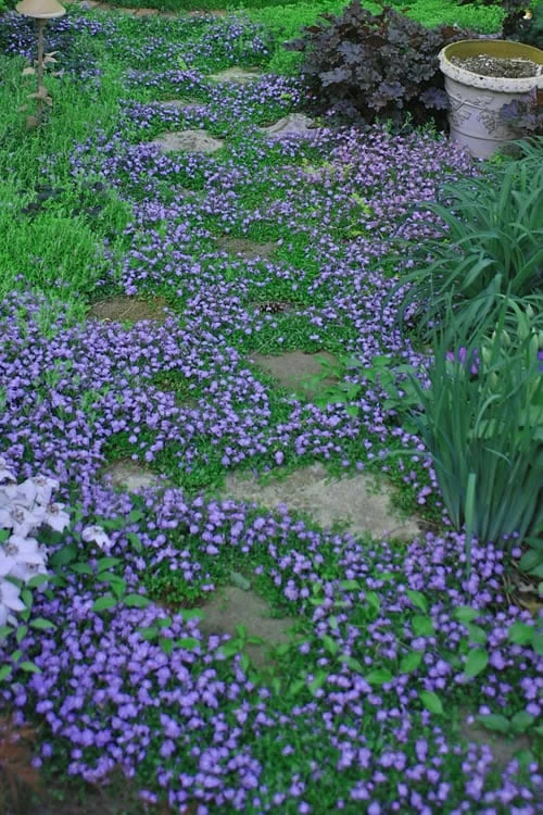 Blue Flowering Mazus - 18 Pack Of 3.5" Pint Pots 5 Blue Flowering Mazus - 18 Pack Of 3.5" Pint Pots - Image 5