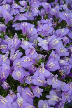 Blue Flowering Mazus - 36 Pack Of 3.5" Pint Pots -Wilson Bros Gardens Shop Masuz Blue 2 1