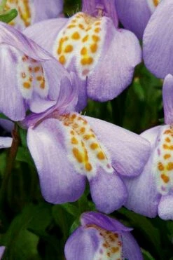 Blue Flowering Mazus - 10 Count Flat Of 4" Pint Pots -Wilson Bros Gardens Shop Masuz Blue 4 3