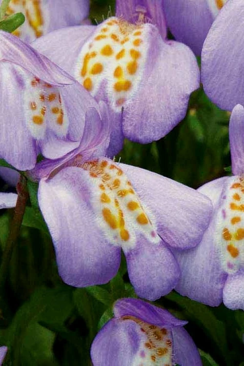 Blue Flowering Mazus - 5 Pack Of Pint Pots 4 Blue Flowering Mazus - 5 Pack Of Pint Pots - Image 4