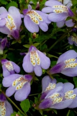 Blue Flowering Mazus - 36 Pack Of 3.5" Pint Pots -Wilson Bros Gardens Shop Masuz Blue 5 1