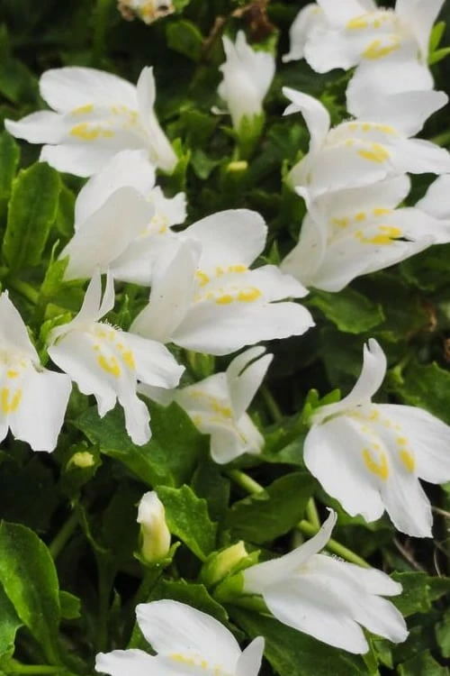 White Flowering Mazus - 5 Pack Of Pint Pots 6 White Flowering Mazus - 5 Pack Of Pint Pots - Image 6