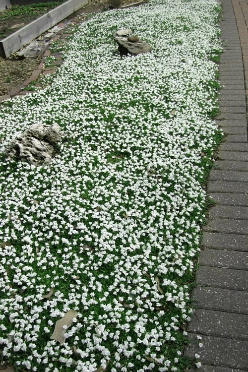 White Flowering Mazus - 5 Pack Of Pint Pots 5 White Flowering Mazus - 5 Pack Of Pint Pots - Image 5