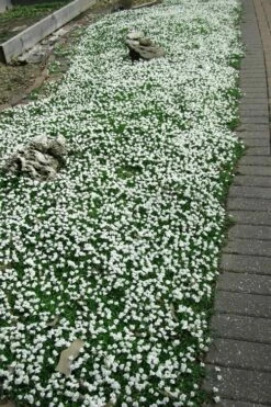 White Flowering Mazus - 10 Pack Of Pint Pots 10 White Flowering Mazus - 10 Pack Of Pint Pots -Wilson Bros Gardens Shop Masuz White 3 2