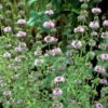 Pennyroyal (Mentha Pulegium)