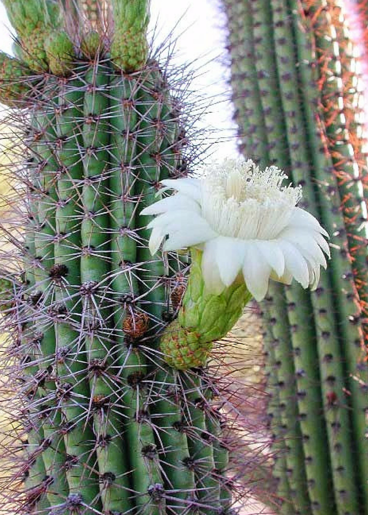Mexican Ghost Pipe Cactus (Stenocereus Thurberi) 1 Mexican Ghost Pipe Cactus (Stenocereus Thurberi)