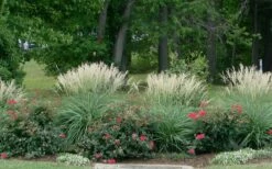 Adagio Dwarf Maiden Grass - Miscanthus Sinensis - 1 Gallon Pot -Wilson Bros Gardens Shop Miscanthus Adagio 1
