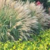 Adagio Dwarf Maiden Grass - Miscanthus Sinensis - 1 Gallon Pot