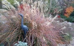 Adagio Dwarf Maiden Grass - Miscanthus Sinensis - 3 Gallon Pot -Wilson Bros Gardens Shop Miscanthus Adagio Fall Foliage Color 1