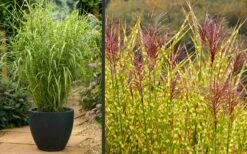 Gold Breeze Zebra Grass (Miscanthus) - 1 Gallon Pot -Wilson Bros Gardens Shop Miscanthus Gold Breeze Flowers