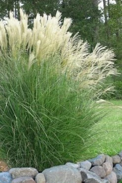 Maiden Grass - Miscanthus Sinensis 'Gracillimus' - 3 Gallon Pot