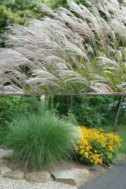 Maiden Grass - Miscanthus Sinensis 'Gracillimus' - 3 Gallon Pot 11 Maiden Grass - Miscanthus Sinensis 'Gracillimus' - 3 Gallon Pot -Wilson Bros Gardens Shop Miscanthus Gracillimus 500x750 3