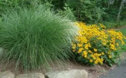 Maiden Grass - Miscanthus Sinensis 'Gracillimus' - 3 Gallon Pot 13 Maiden Grass - Miscanthus Sinensis 'Gracillimus' - 3 Gallon Pot -Wilson Bros Gardens Shop Miscanthus Gracillimus With Rudbeckia 2