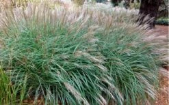 Little Kitten Dwarf Maiden Grass - Miscanthus Sinensis - 2 Gallon Pot -Wilson Bros Gardens Shop Miscanthus Little Kittens 10 3