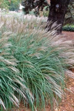 Little Kitten Dwarf Maiden Grass - Miscanthus Sinensis - 3 Gallon Pot -Wilson Bros Gardens Shop Miscanthus Little Kittens 11 1